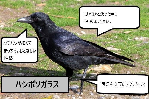 親カラスの威嚇行為にお悩みの方へ どうしたらいい 便利屋 七道