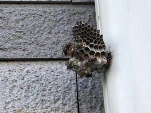 コアシナガバチの巣
