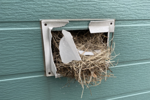 スズメの巣は不衛生です