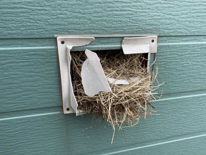 スズメの巣は不衛生です