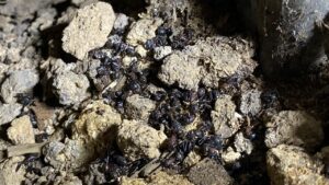 床下潜入調査で見つけたアリの死骸群