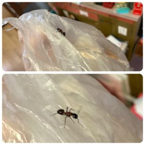 ムネアカオオアリ　サイズは大きめ