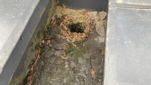 ドレン周りに溜まったヘドロと落ち葉