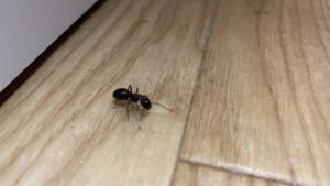 室内で見つかった大型のムネアカオオアリ