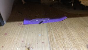 ジェルに群がるアリの様子