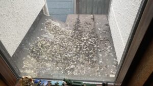 室内から見た屋根の上の大量の鳩の糞