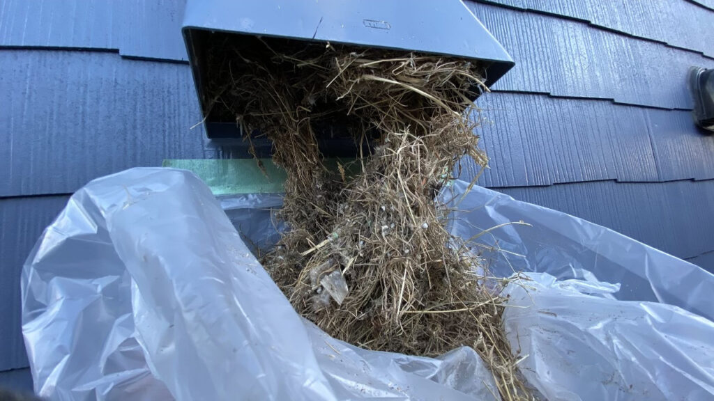 撤去作業中の様子。大量の巣を引っ張り出す