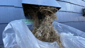 撤去作業中の様子。大量の巣を引っ張り出す