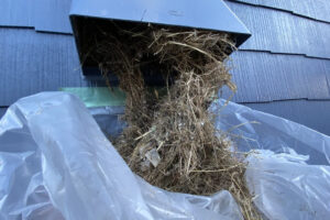 撤去作業中の様子。大量の巣を引っ張り出す