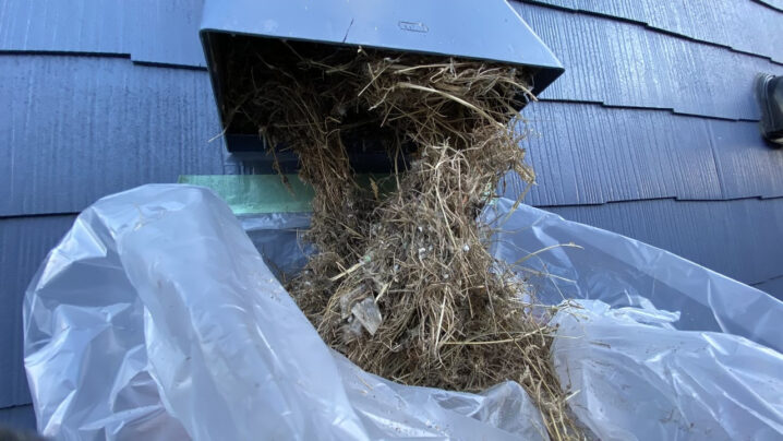 撤去作業中の様子。大量の巣を引っ張り出す