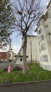 高い樹木に2段ばしごを立て掛けている様子