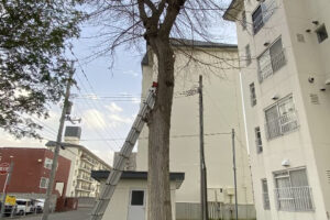 高い樹木に2段ばしごを立て掛けている様子