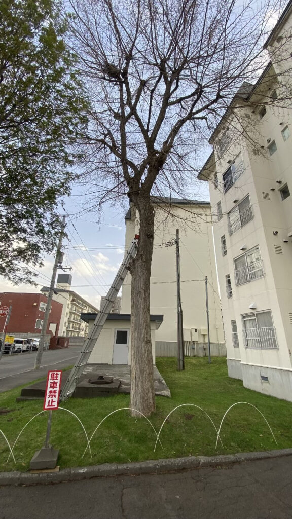 高い樹木に2段ばしごを立て掛けている様子