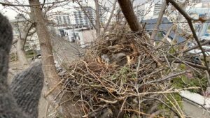 樹木の上で巣の中に卵や雛がいないかチェックする様子