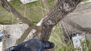 木に登っている途中に下を向いて撮影した写真