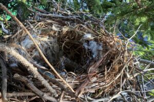 カラスの巣の内部の様子