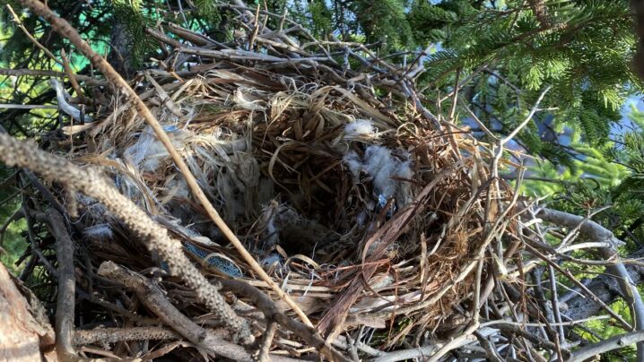 カラスの巣の内部の様子
