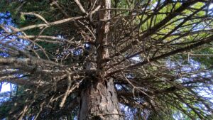 密集した枝を下から見上げた様子