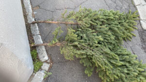 再発防止のために枝を切った様子