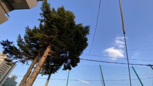 撤去前の樹木全体の様子