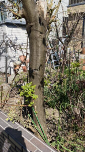 伐採前の3メートルを超える大きな樹木