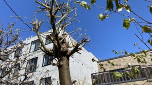 毎年剪定しているが、管理が難しく伐採を選択