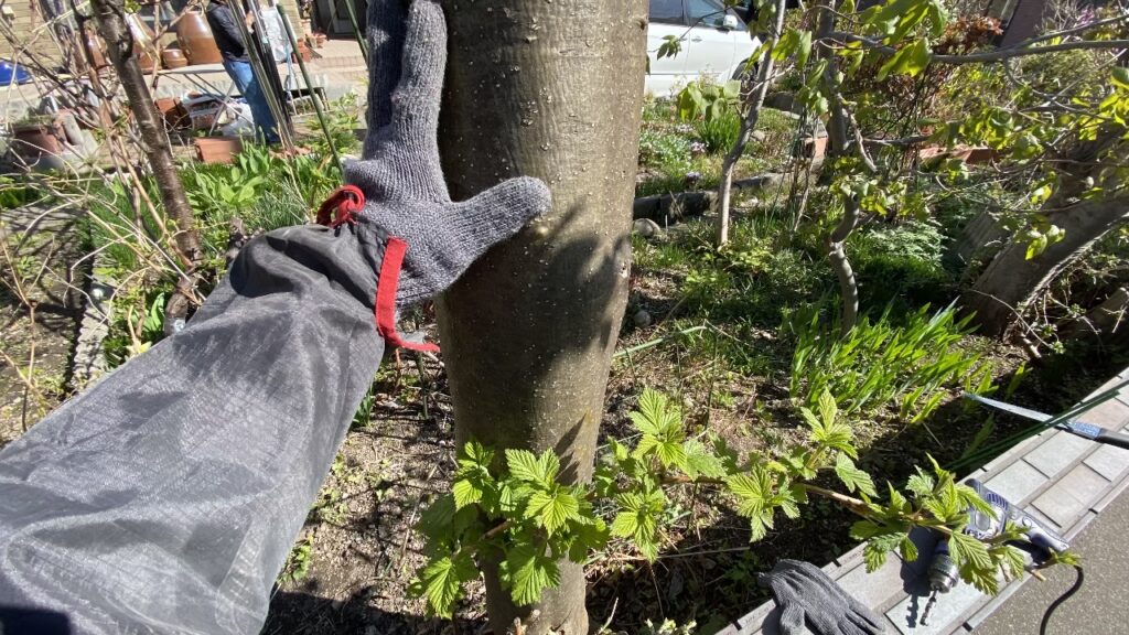 樹木の太さを確認している様子