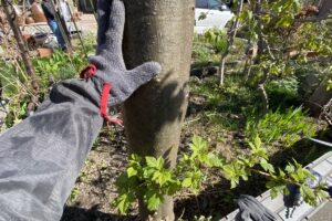 樹木の太さを確認している様子