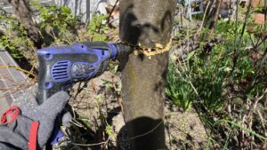 ドリルで木の幹に穴を開けている様子