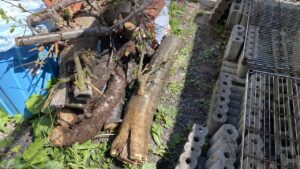 伐採した後の太い幹