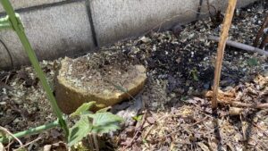 作業後の切り株