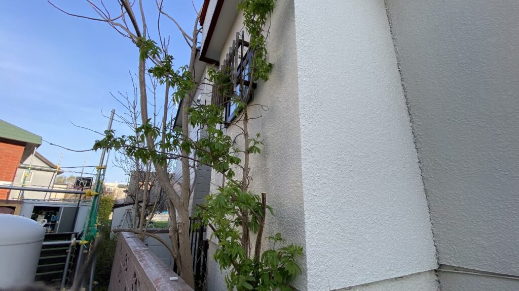 伐採前の高密度に茂った樹木。お隣の敷地へ大きくはみ出しています