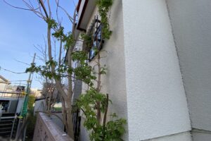 伐採前の高密度に茂った樹木。お隣の敷地へ大きくはみ出しています