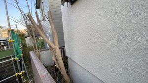 札幌市北区屯田での伐採作業中。上部から段階的に切り落としています
