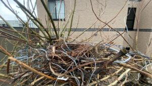 木の上にあるカラスの巣のアップ。卵や雛がいないか最終確認中