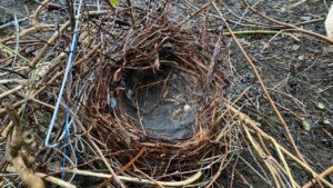 撤去して地上に置いたカラスの巣。針金や枝が巧みに組み合わされている