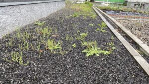 敷き詰められた砂利の隙間から緑色の雑草がまばらに複数生えている作業前の庭