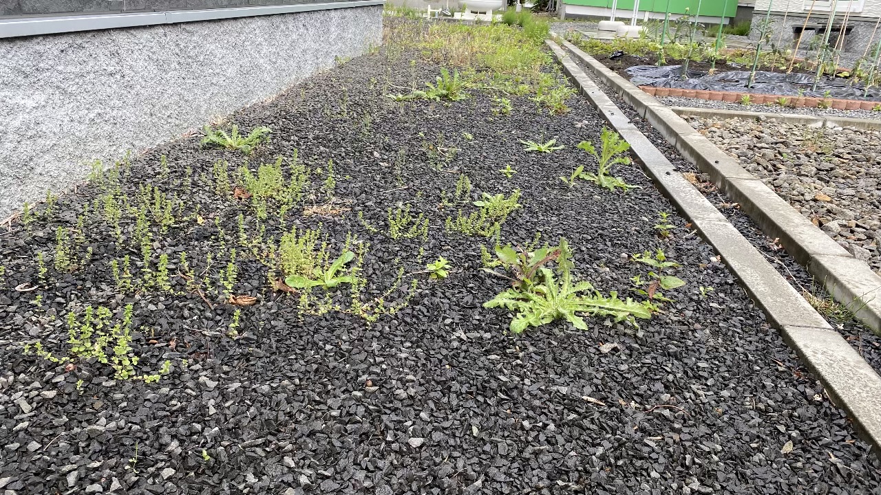 敷き詰められた砂利の隙間から緑色の雑草がまばらに複数生えている作業前の庭