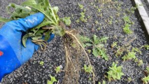 ゴム手袋をはめた手で砂利の隙間から細長い根っこごと雑草を引き抜いている作業中の写真