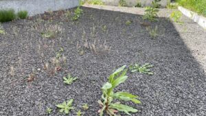 別の角度から見た砂利の上のビフォー写真。全体にパラパラと雑草が点在している