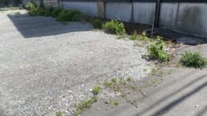 作業前のお庭の様子。砂利のない部分には雑草が青々と茂っている