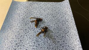 ピンセットで取り出された、油で濡れて光っている非常にサイズが大きい2匹のスズメバチの姿