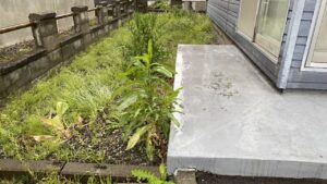 作業前の札幌市北区のお庭。一面に緑の雑草が生い茂り、砂利がほぼ見えなくなっているビフォー写真