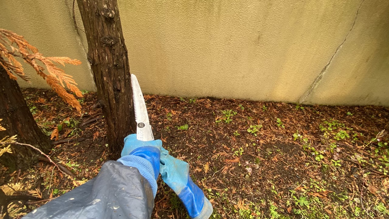 カッパを着た作業員が枯れ木の幹に手ノコギリを当てて、枝落としや伐採を始めようとしている手元の写真