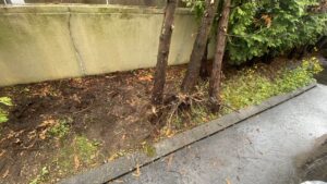 根元から綺麗に引き抜かれた複数本の樹木の根っこが、むき出しになって地面の上に転がっている写真
