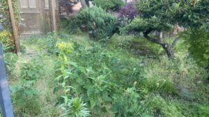 作業前の札幌市北区のお客様のお庭。トゲのある背の高い雑草や様々な種類の野草が敷地全体に青々と生い茂り、奥の物置や庭木が隠れてしまうほどの状態になっている