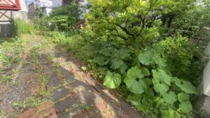 作業前の札幌市北区のお客様のお庭。敷地周りに背の高い雑草が青々と密集して生い茂っており、地面が見えないほどの状態になっている