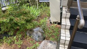 お家の表側エリアの草刈り前の様子。残すべき庭木の足元を隠すように、大量の雑草が大きく育ってしまっている