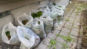 刈り取られた雑草がぎっしりと詰め込まれた透明なゴミ袋が10袋以上、お庭に綺麗に並べられている写真。袋の口はあえて縛らずに開けられた状態になっている