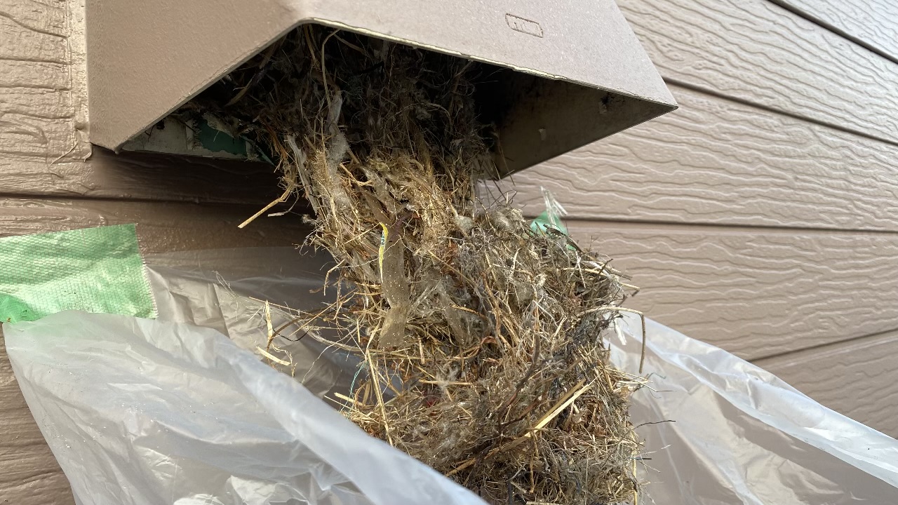 換気フードの網をカットし、中から手作業で大量の枯れ草や細い枝、鳥の羽などが混ざったスズメの巣を大きな透明のゴミ袋に引っ張り出している作業中の様子